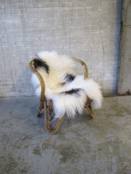 schapen lam vachten ijslandse engelse